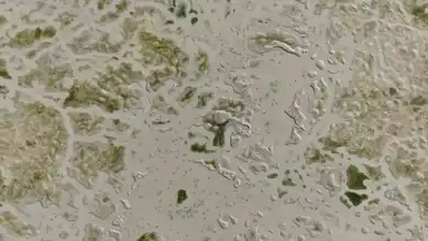 Kuraklık, Barajdaki Balıkları Tehdit Ediyor