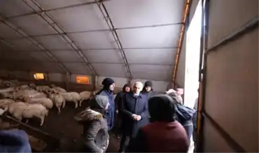 Şiddetli Tipi: Yüzlerce Koyun Telef Oldu