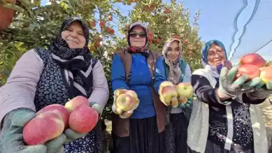 Elma Hasadı Son Buldu: Karaman'da Üreticiler Memnun