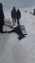 Şiddetli Karda 350 Hayvan Telef Oldu