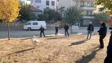 Yaralı Pelikan Kurtarıldı