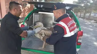 Yaralı Pelikanlar Doğaya Kavuştu