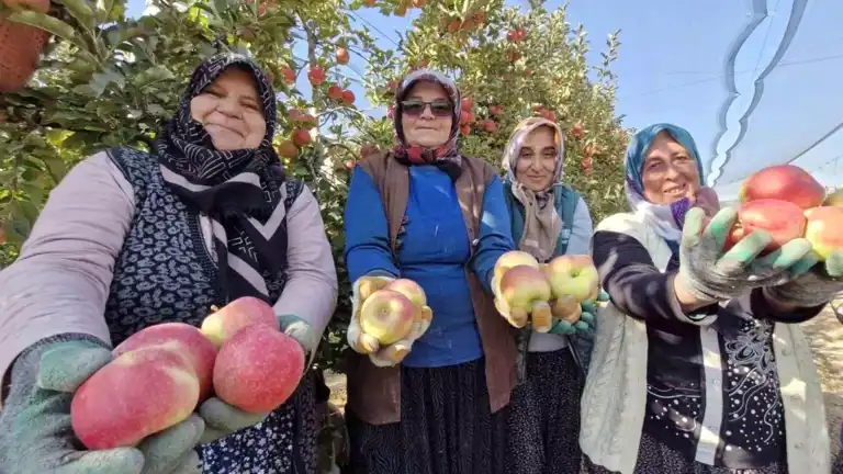 Elma Hasadı Son Buldu: Karaman'da Üreticiler Memnun