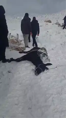 Şiddetli Karda 350 Hayvan Telef Oldu