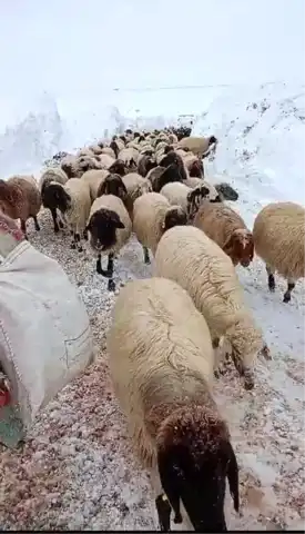 Kış Fırtınasında Koyun Sürüsü Kurtarıldı