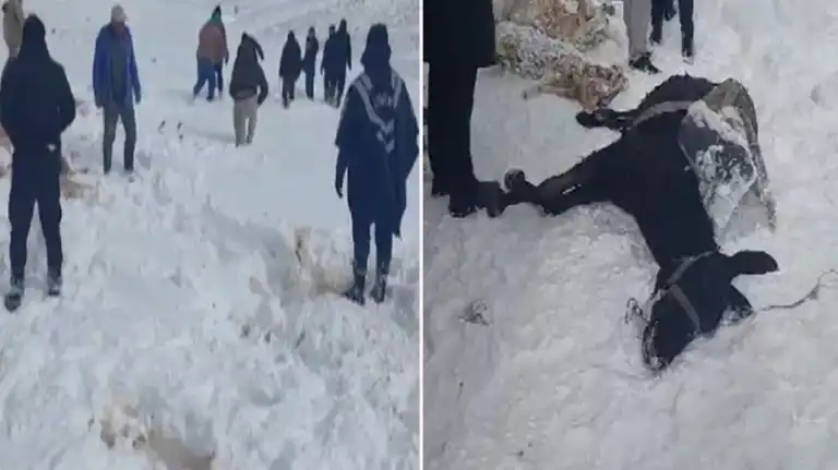 Şiddetli Tipi: 350 Hayvan Telef Oldu