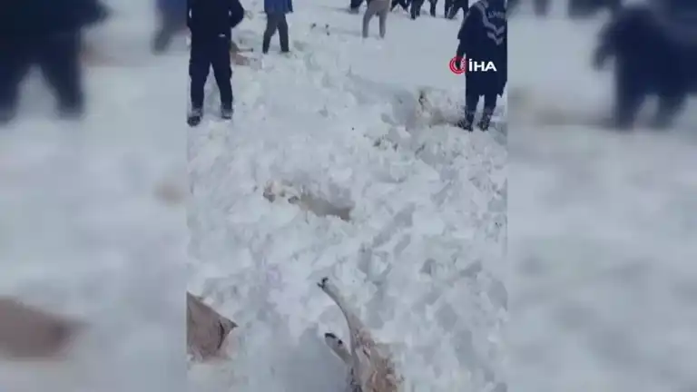 Şiddetli Tipi: Yüzlerce Koyun Telef Oldu