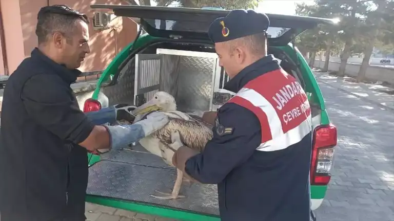 Yaralı Pelikanlar Doğaya Kavuştu